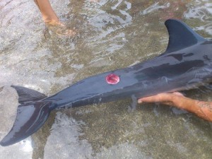 Dauphin à long bec avec morsure de Cutter Shark coté droit de la queue