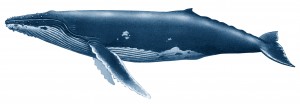 baleine à bosse