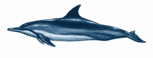 dauphin long bec