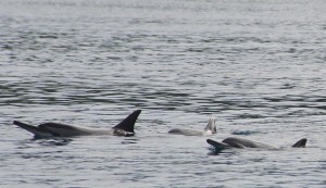 dauphins à long bec Pointe des pêcheurs BD