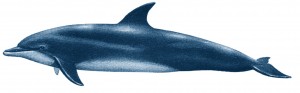 grand dauphin