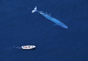 baleine bleue2