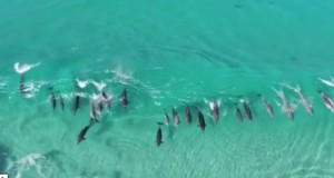 drones et dauphins