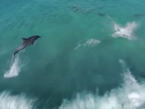 drones et dauphins2