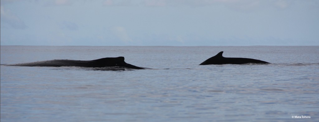 Baleine et son baleineau 17-08-14 Te Maruata tahiti