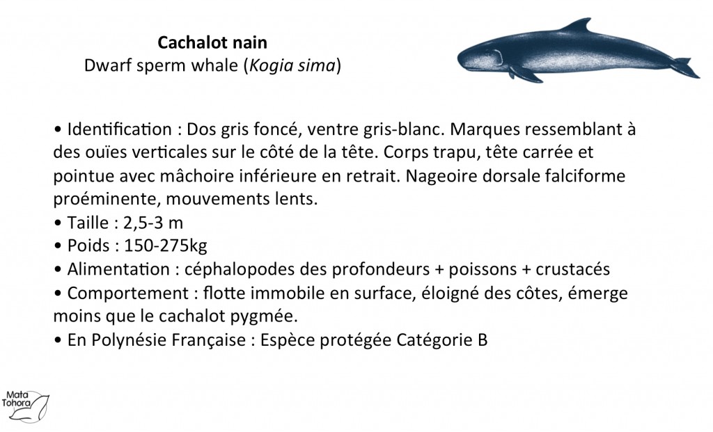 fiche cachalot nain