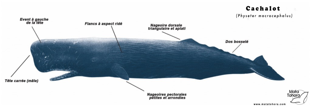 cachalot2