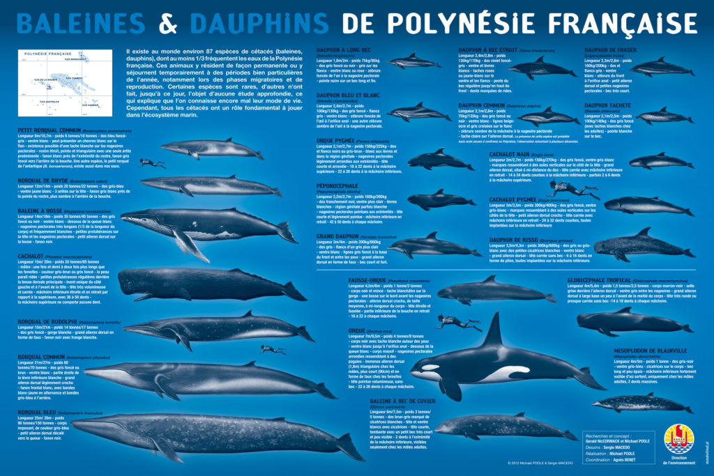 L’attribut alt de cette image est vide, son nom de fichier est baleinesdauphins-pf-60x40-BD-1024x683.jpg.